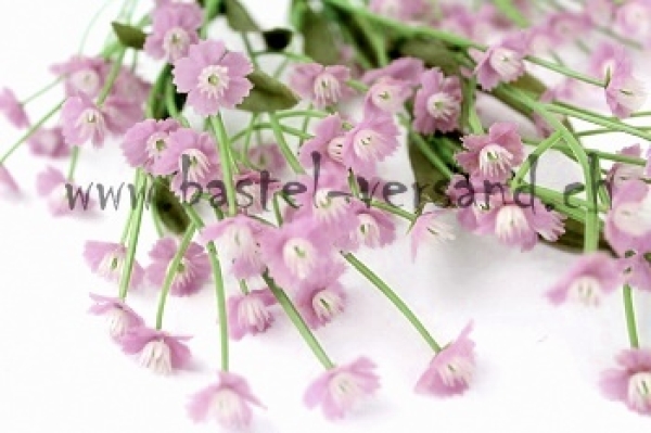 kleine blauviolette Blüten