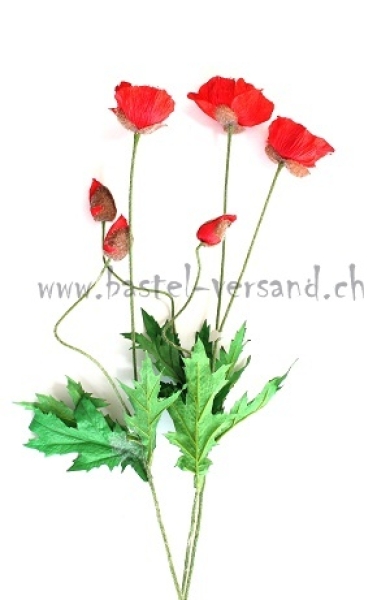 Mohn (3Stk.)