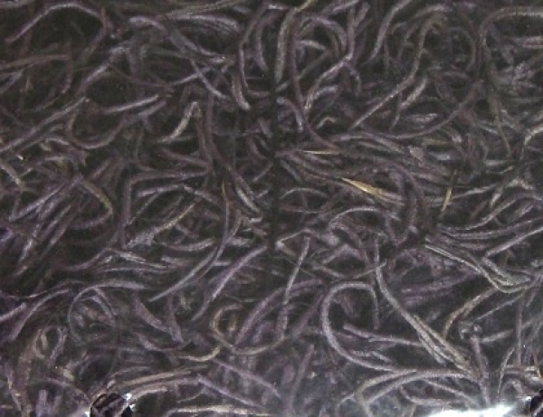 Dschungelgras orchidee