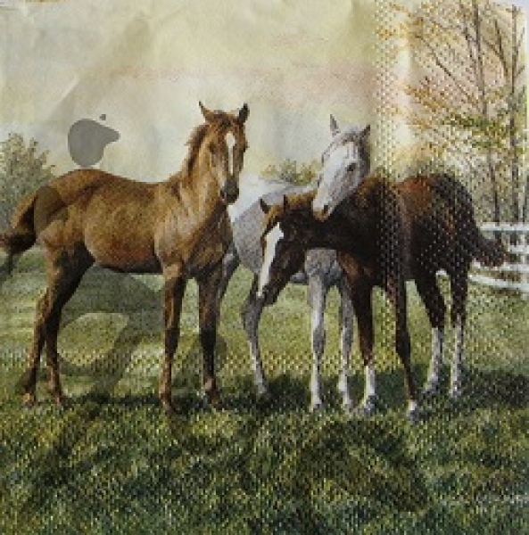 Serviette pferde