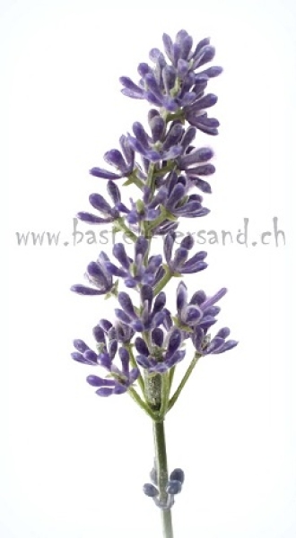 Lavendel