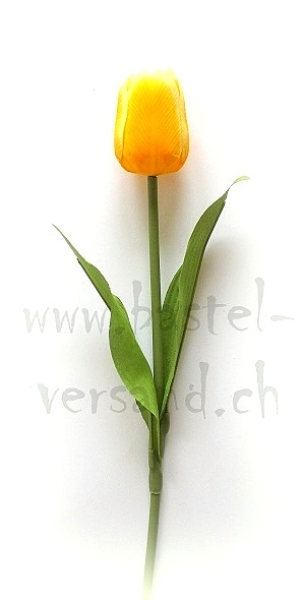Tulpe gelb