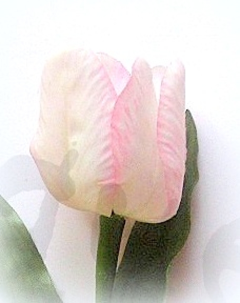 Tulpe zartrosa