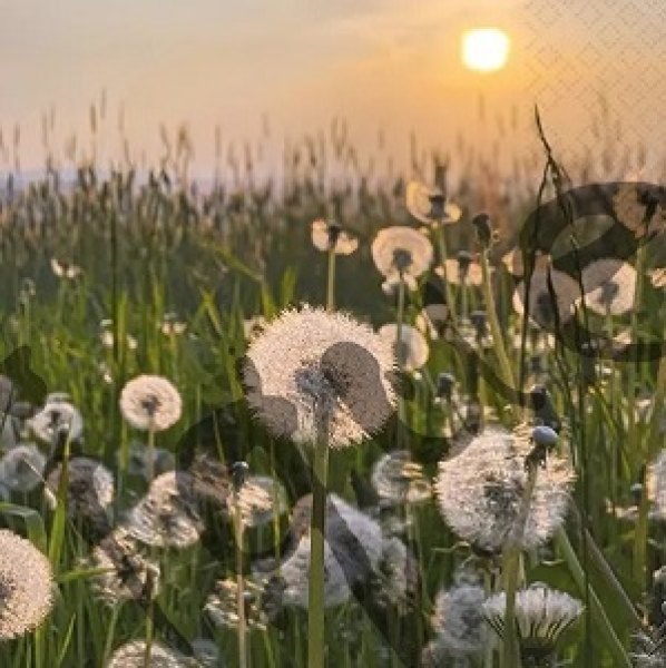 Serviette dandelion clock