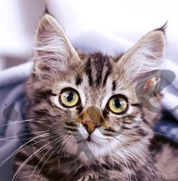 Serviette cute kitten