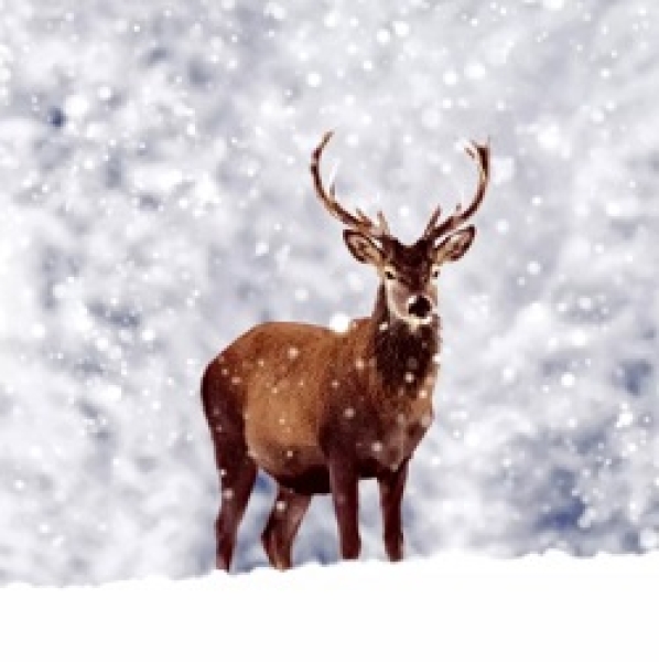 Serviette winter deer