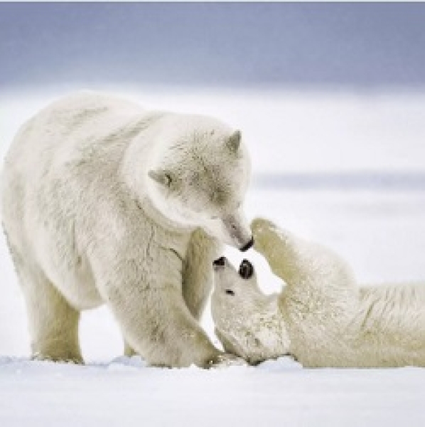 Serviette cuddly bears