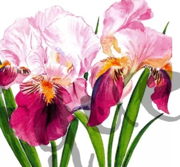 Serviette sweet iris