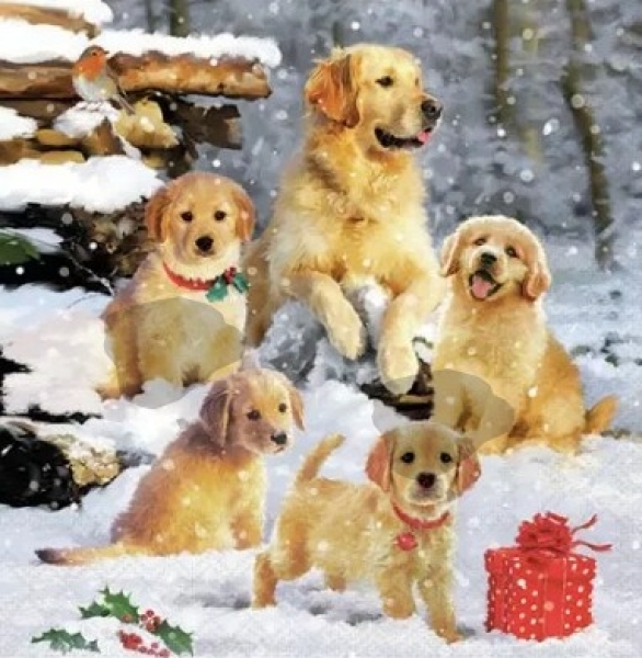 Serviette golden retriever puppies