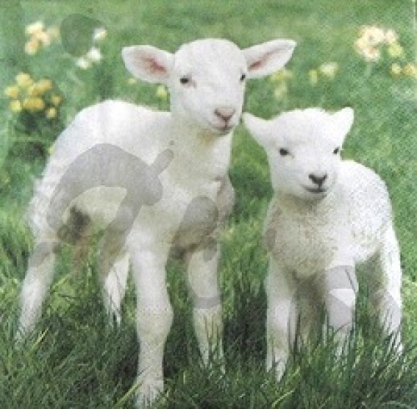 - Kopie - Kopie - Kopie