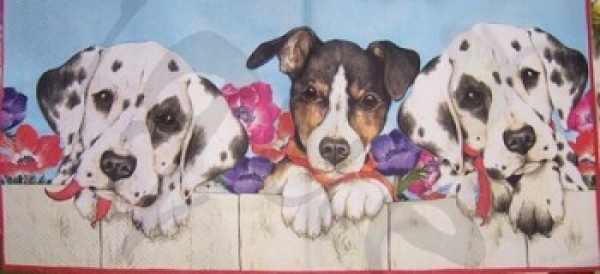 Serviette welpen am zaun