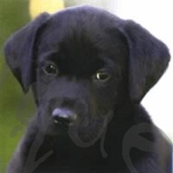 Serviette labrador welpe (2Stk.)