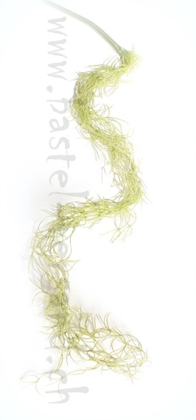 Tillandsie hellgrün