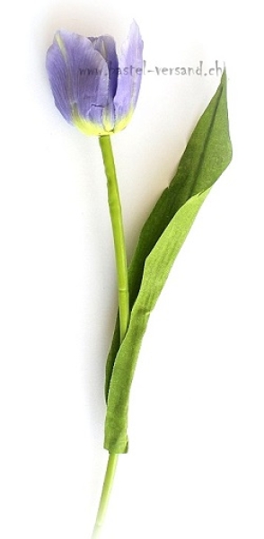 Tulpe blauviolett