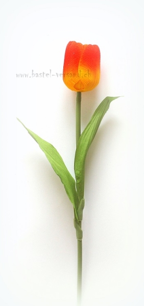 Tulpe gelb/rot