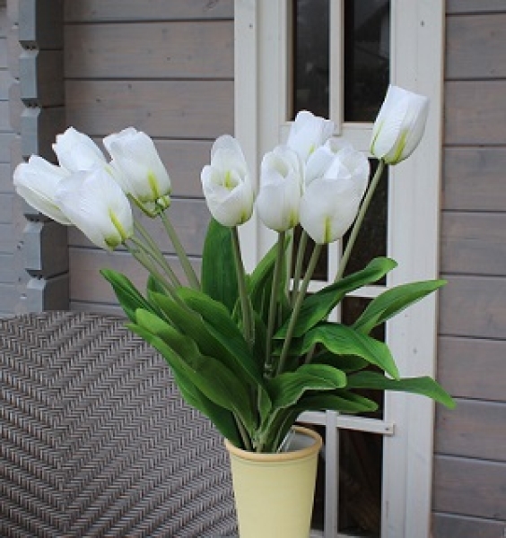 Tulpe weiss