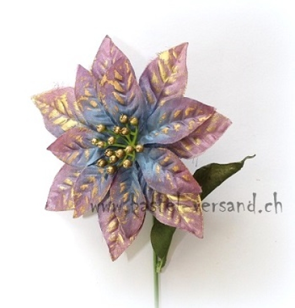 Weihnachtsstern lila