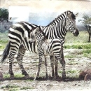 Serviette zebras