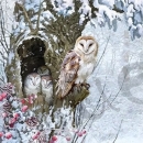 Serviette barn owl