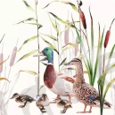 Serviette ducks couple